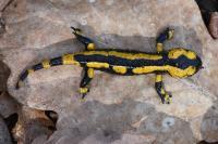 Salamandra salamandra