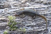 Lissotriton helveticus