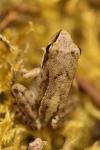 Rana dalmatina