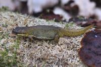 Lissotriton helveticus