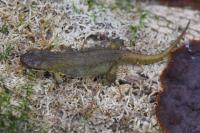Lissotriton helveticus