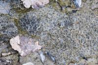 Rana temporaria