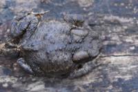 Bufo