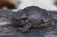 Bufo