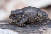 Bufo