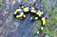 Salamandra salamandra