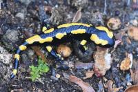 Salamandra salamandra