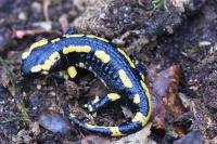 Salamandra salamandra