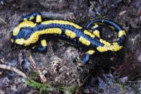 Salamandra salamandra