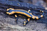 Salamandra salamandra
