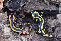 Salamandra salamandra