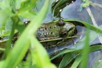 Pelophylax kl. esculentus