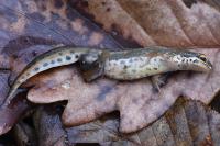 Lissotriton helveticus