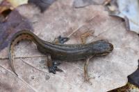 Lissotriton helveticus