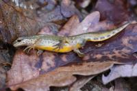 Lissotriton helveticus