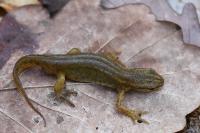 Lissotriton helveticus
