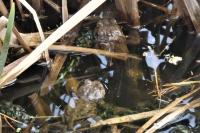 Bufo bufo