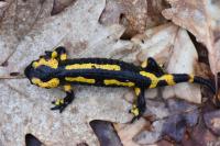 Salamandra salamandra