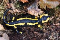 Salamandra salamandra