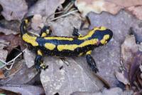 Salamandra salamandra