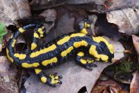 Salamandra salamandra