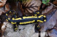 Salamandra salamandra