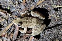 Pelophylax kl. esculentus