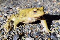 Bufo