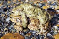 Bufo