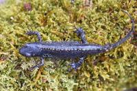Ichthyosaura alpestris