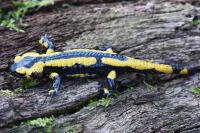 Salamandra salamandra