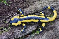 Salamandra salamandra
