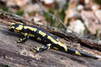 Salamandra salamandra