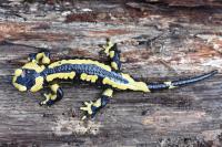Salamandra salamandra