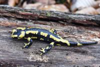 Salamandra salamandra