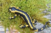 Salamandra salamandra
