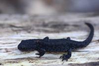 Ichthyosaura alpestris