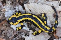Salamandra salamandra