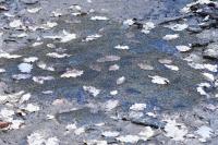 Rana temporaria