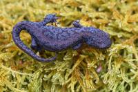 Ichthyosaura alpestris