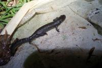 Triturus cristatus