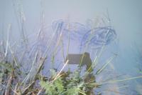 Bufo