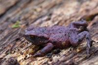 Bufo bufo