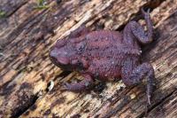 Bufo bufo