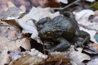Bufo bufo