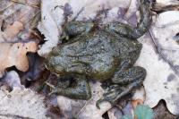 Bufo bufo