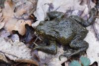 Bufo bufo