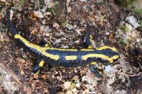 Salamandra salamandra