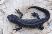 Ichthyosaura alpestris