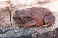 Bufo bufo